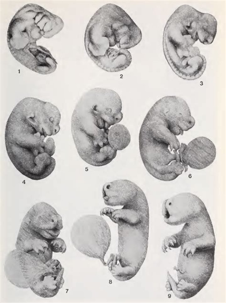 What is unique about marsupial embryos?