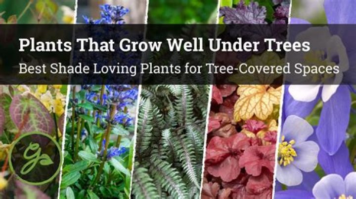 What kind of trees grow well in shade?