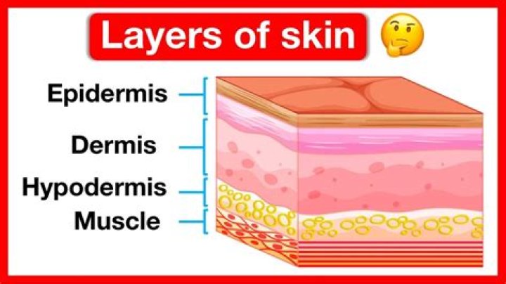 What layer of skin is highly vascularized?