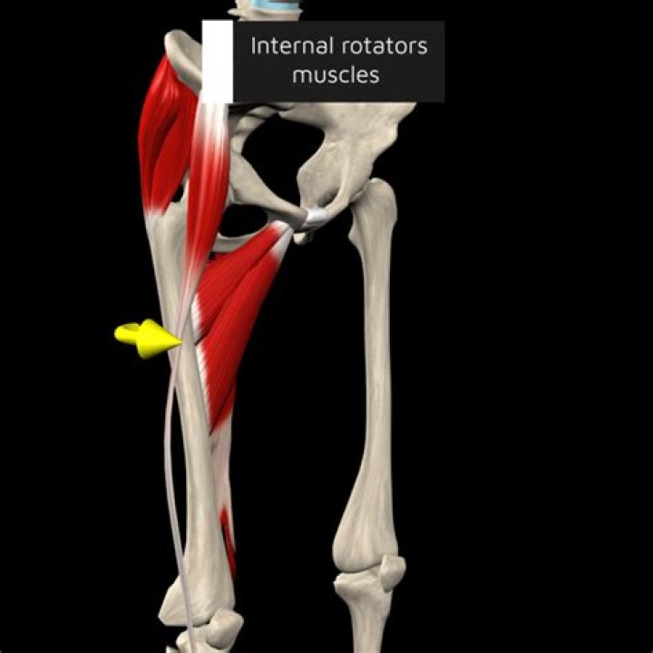 What muscles are involved in lateral rotation?