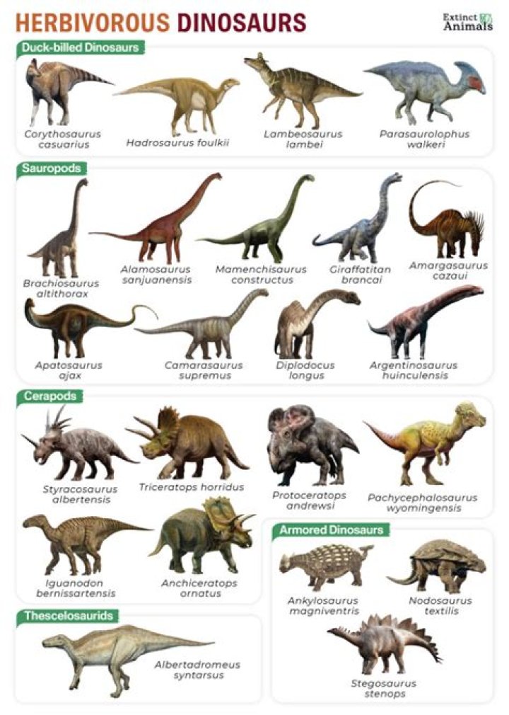 What percentage of dinosaurs were herbivores?