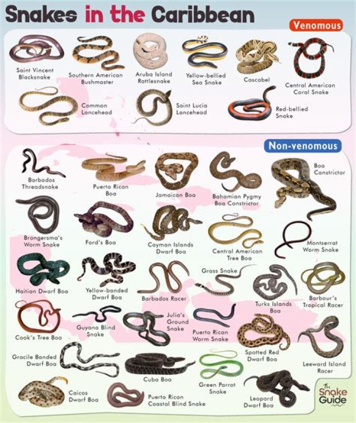What snakes are in the South?