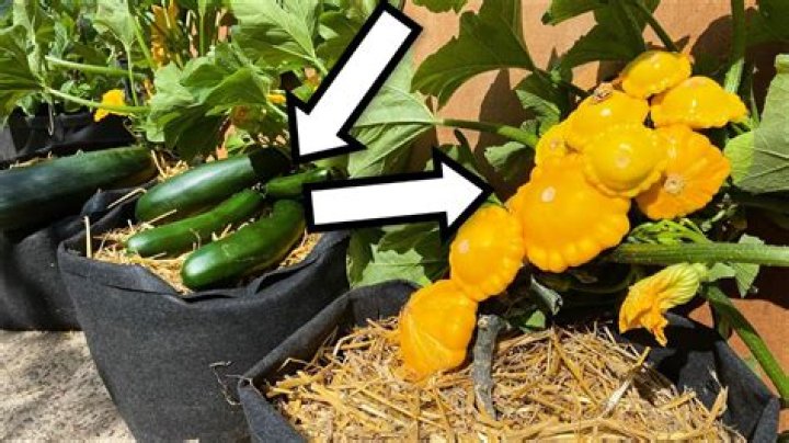 What squash can be grown in containers?