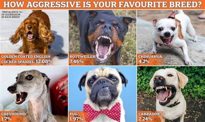 When should you report an aggressive dog?