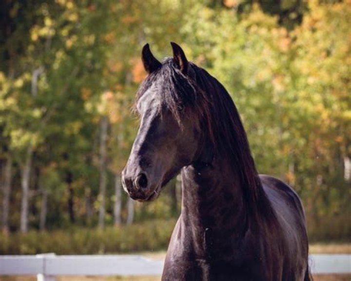 Where can I buy a Friesian horse?