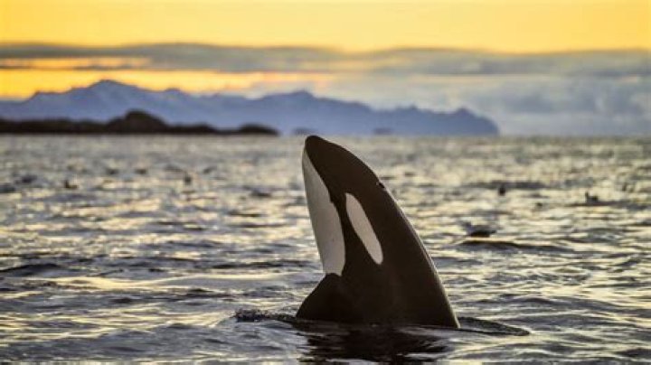 Where can killer whales live?