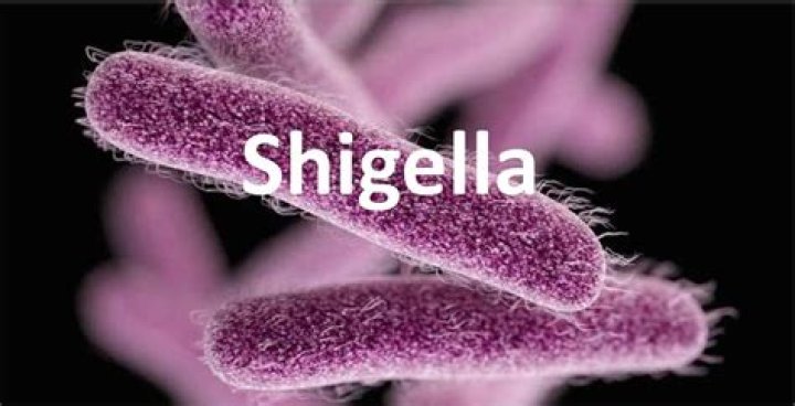 Where is Shigella found in the world?