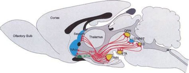 Where is the laterodorsal tegmental nucleus?