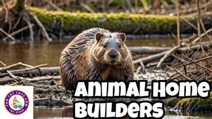Which animals build the best homes?