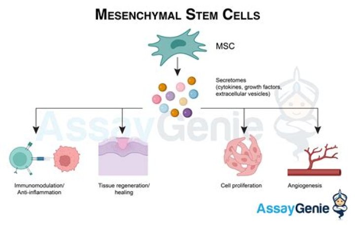 Which markers does mesenchymal stem cells express?
