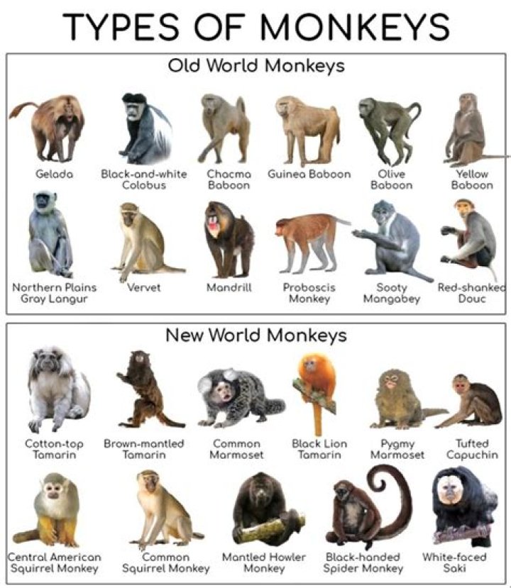 Which species of monkey is closest to humans?