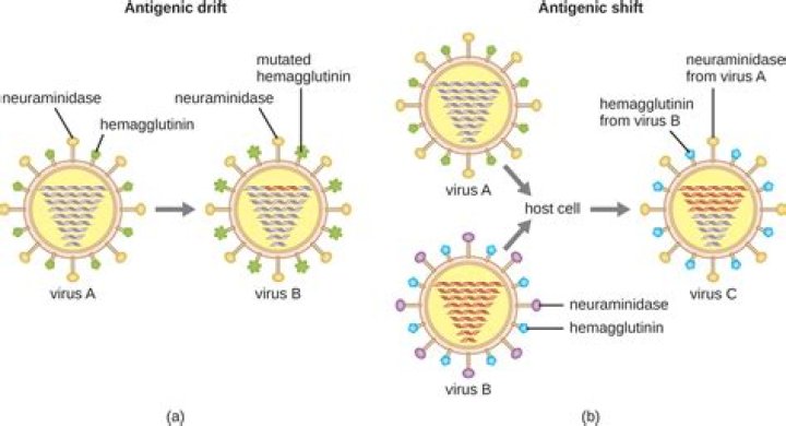 Which virus has hemagglutinin and neuraminidase?