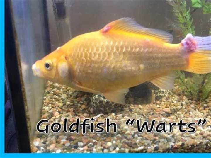 Why do goldfish fins turn brown?
