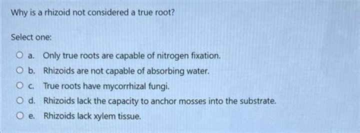 Why is a Rhizoid not considered a true root quizlet?